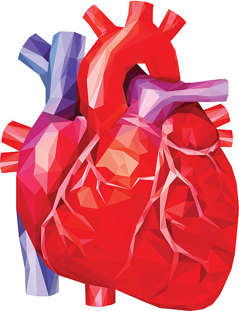 ilustraciones, imágenes clip art, dibujos animados e iconos de stock de corazón humano en bajo poli. vector. - human heart human cardiovascular system people human vein