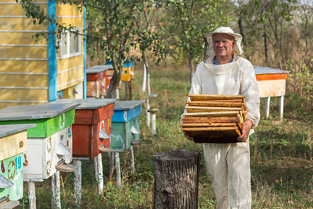 istock Beekeeper is working with bees and beehives on the apiary. 635885206