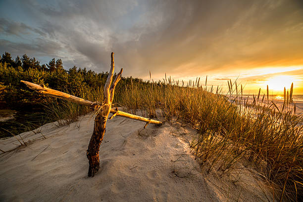 istock Sand dunes on the beach in northern Poland 635885274