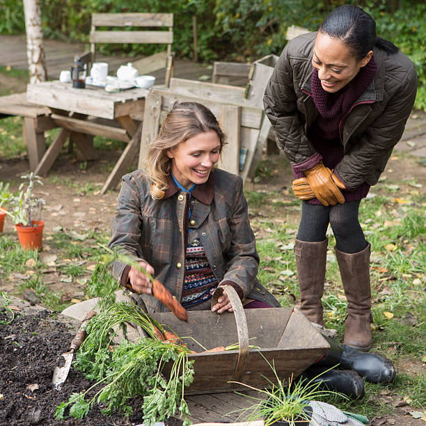 istock Two Friends Havesting Carrots in the Garden 635887200