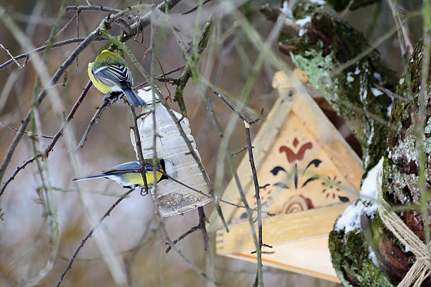 istock Bird feeders. Wooden racks for birds on a tree. 635888202