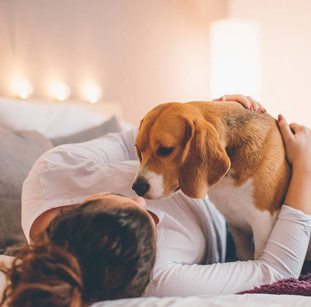 Happy young girl with beagle