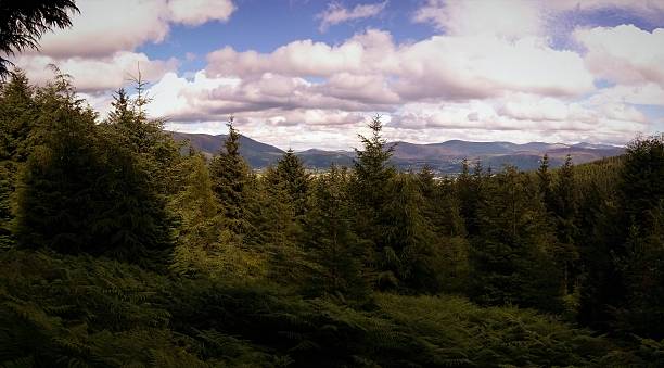 istock The Lake District Woodland with Mountains Backdrop 635888878