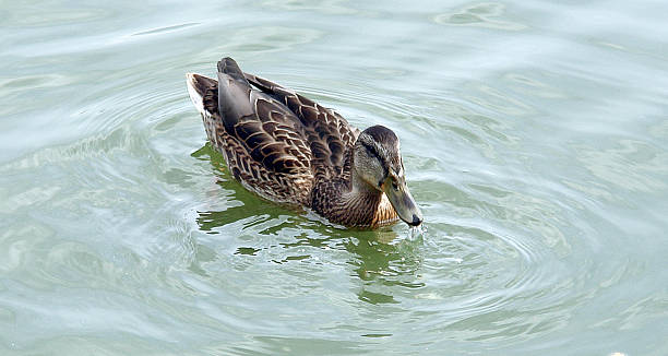istock Duck floating in the water. 635889140