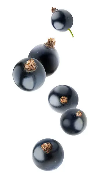 Isolated berries. Five falling black currant fruits isolated on white background with clipping path