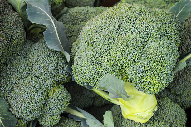 istock Fresh broccoli on a farm close up 635889902