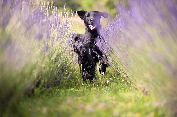 istock Dogs running in lavender field 635891562