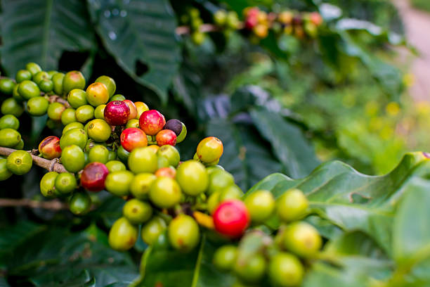 istock Coffee seeds on a coffee tree in Chiang rai, Thailand 635893082