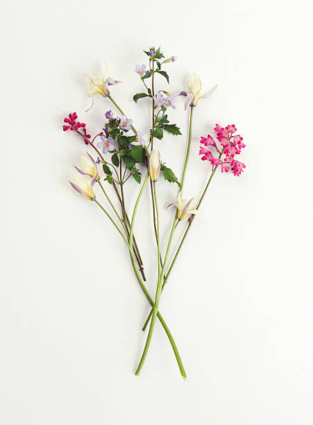 flower, composition flatlay - flower white tulip blossom imagens e fotografias de stock