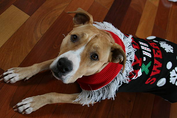 Pit Bull Wearing Ugly Christmas Sweater Tan and White Pit Bull wearing ugly Christmas sweater. ugly dog stock pictures, royalty-free photos & images