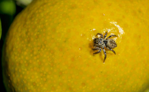 little brown spider on yellow mandarin