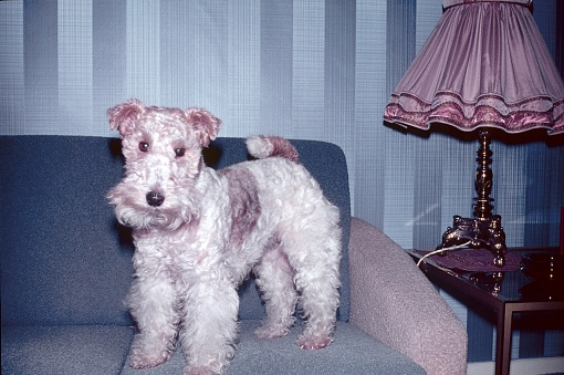 Itzeho, Schleswig-Holstein, Germany, 1963. Fox Terrier on a sofa.