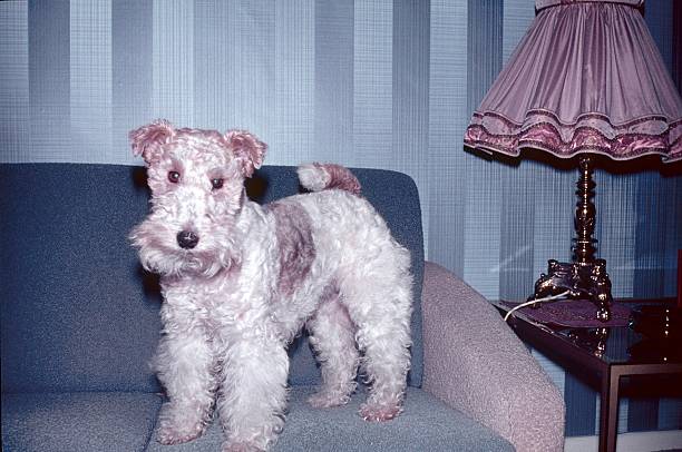 fox terrier on sofa - image created 1960s fotos imagens e fotografias de stock