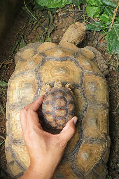 istock Topping view of the African Spurred Tortoise shell. 635894650