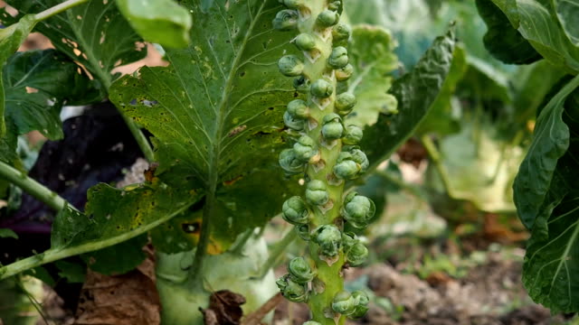 Brussels sprout and savoy cabbage in the garden VIDEO