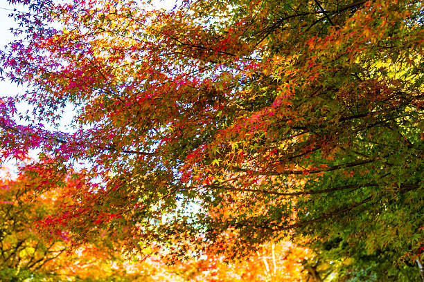 istock Japanese autumn leaves 635896602