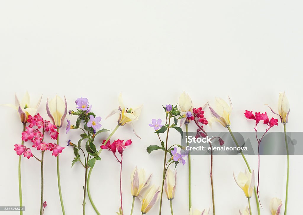 Flower, composition flatlay Flower Stock Photo