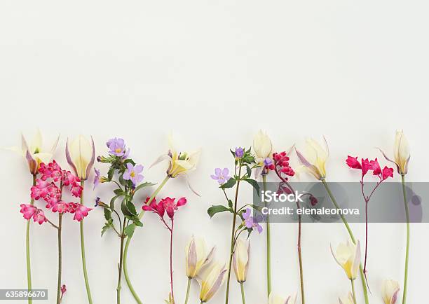 Flower Composition Flatlay Stock Photo - Download Image Now - Flower, Springtime, White Background