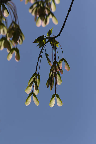 graines d’érable rétroéclairées - maple green maple keys tree photos et images de collection