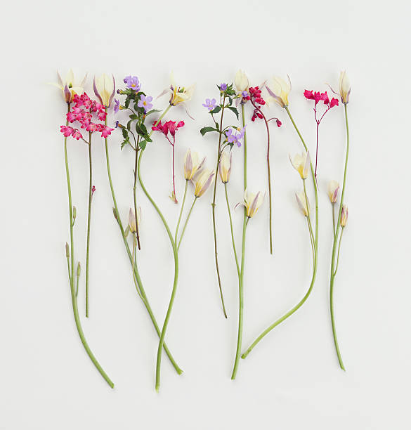 цветок, композиция flatlay - bud flower tulip flowers стоковые фото и изображения