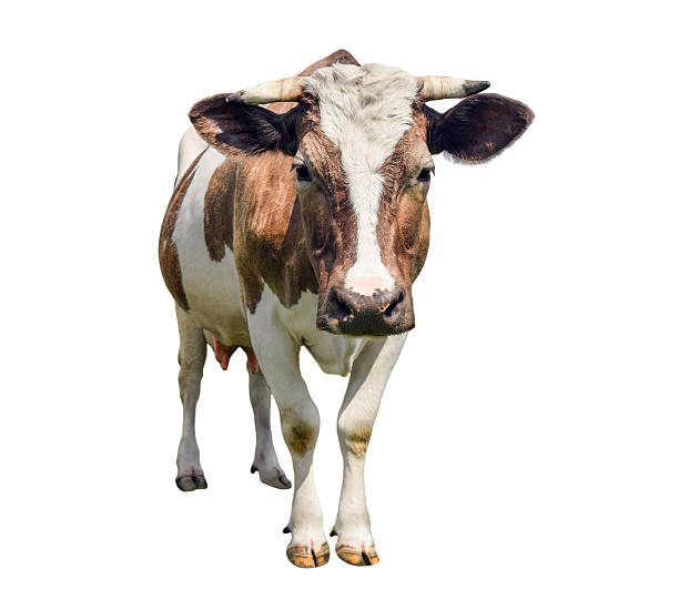 istock cute cow isolated on white. Looking at camera red cow. 635898454