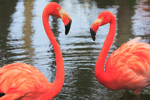 Pink elegant flamingos face to face,  tropical birds couple close up