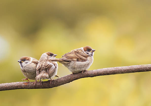 istock three chick sitting in a tree waiting for parents 635898870