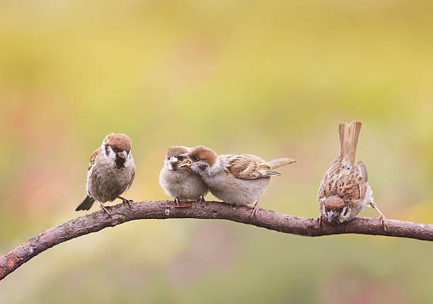 istock funny little Chicks sitting on a branch and fight 635899518