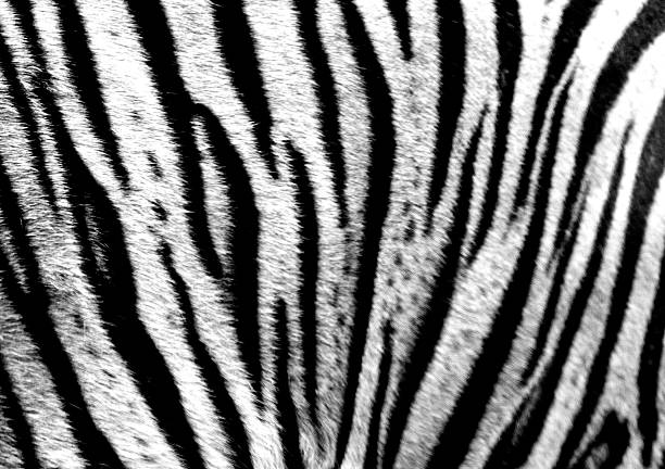 タイガー  - softness wildlife horizontal black and white ストックフォトと画像