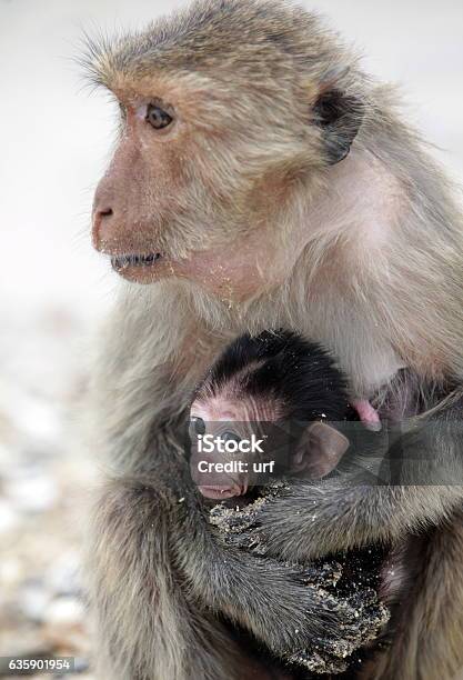 Asia Thailand Hua Hin Khao Sam Roi Yot Stock Photo - Download Image Now - Animal, Animal Wildlife, Animals In The Wild