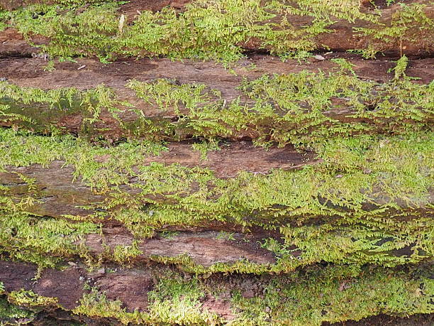 istock Wood textured background with green moss 635902492