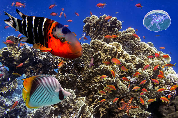 istock Tropical Fish on Coral Reef in the Red Sea 635902654