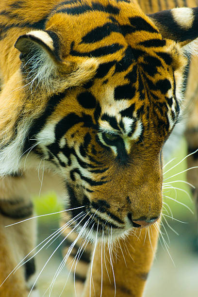 tiger  - tiger bengal tiger circus black fotografías e imágenes de stock