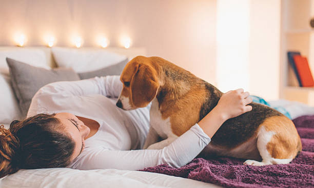istock Happy young girl with beagle 635904662