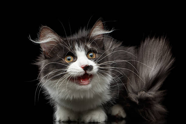 istock Siberian cat on isolated black background 635904760