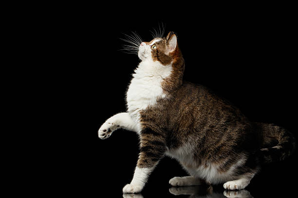 istock Funny fat cat on isolated black background 635905300