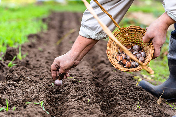 agricoltore che prepara l'aglio per piantare, orto, giardinaggio autunnale - human hand gardening vegetable garden farm foto e immagini stock