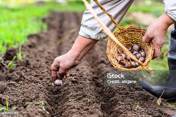 Farmer Preparing Garlic For Planting Vegetable Garden Autumn Gardening Stock Photo - Download Image Now