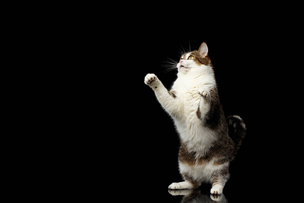 istock Funny fat cat on isolated black background 635905404
