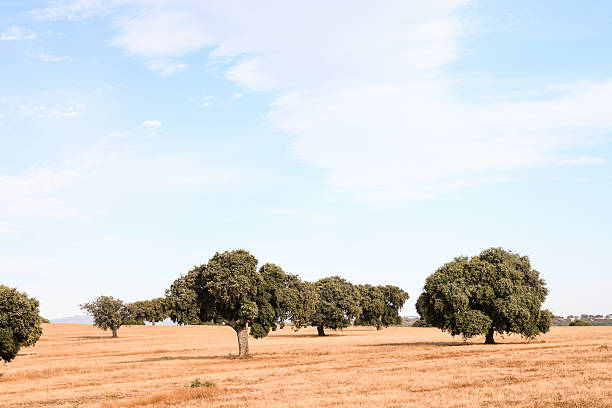 istock European natural countryside 635905740