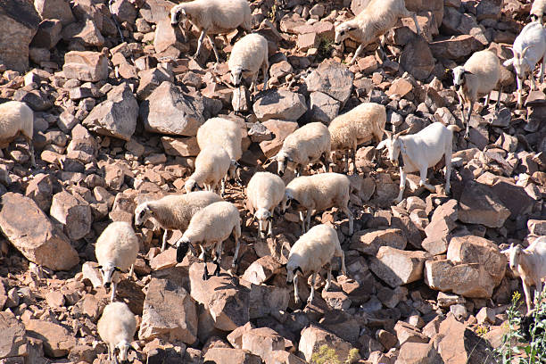 istock flock of sheep 635905774