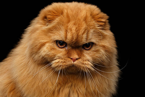 istock Furry scottish fold breed Cat on isolated black background 635908832