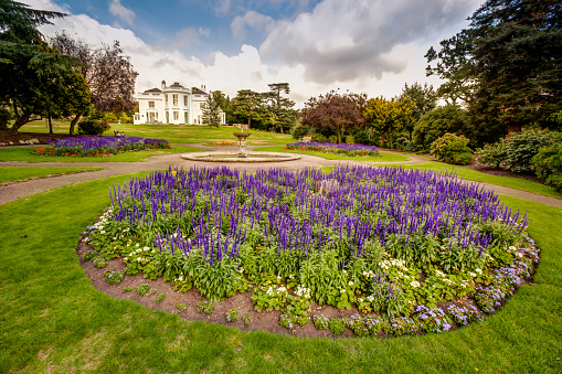 Lavender flowers in the Rookery in Streatham Common Park in London, UK