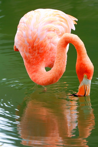 Lonely elegant Pink flamingo side view,  tropical bird close up, Chilean Atacama