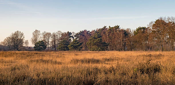 поле с высокой желтой травой и рядом деревьев. - grass tall timothy grass field стоковые фото и изображения