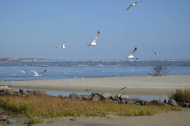 gaviotas de entrada de gould - dorothy fotografías e imágenes de stock