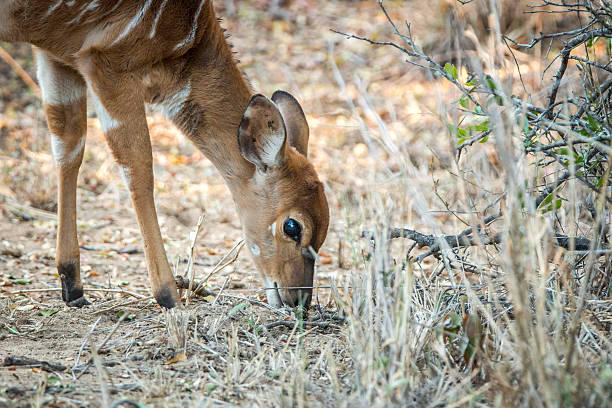Bushbuck grazing in the Kruger National Park, South Africa. Bushbuck grazing in the Kruger National Park, South Africa. bushbuck photos stock pictures, royalty-free photos & images