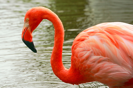 Lonely elegant Pink flamingo,  tropical freshwater bird close up, Chilean Atacama