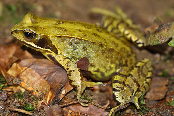istock European yellow-green frog 635914628