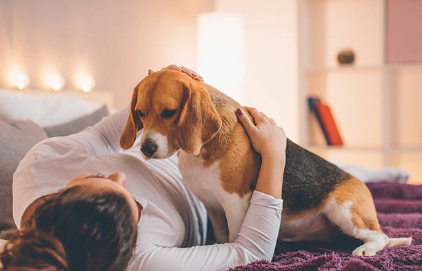 istock Happy young girl with beagle 635914812